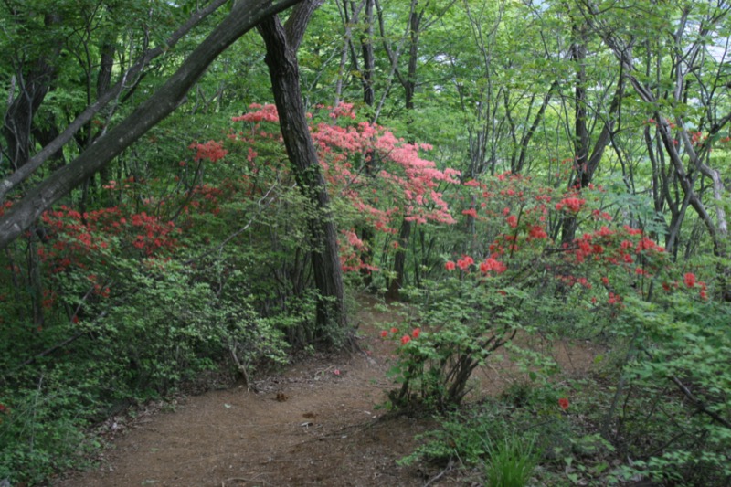 高川山